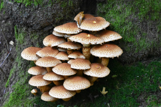 Šupinovka kostrbatá.