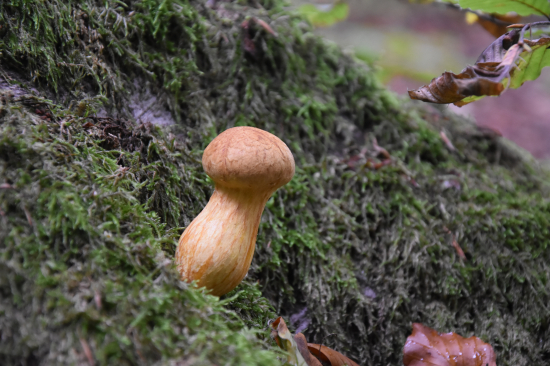 Šupinovka nádherná