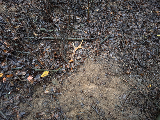 Mikulášská nadílka.