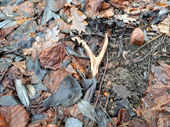 Jeden pod stromeček.