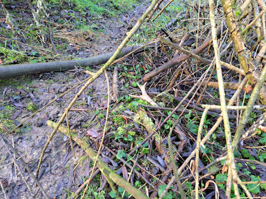 Dnes opět jeden čerstvý.