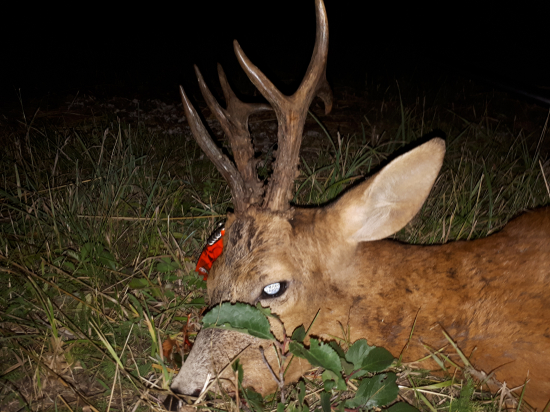 Náhodné stretnutie