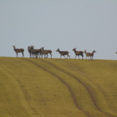 na horizonte