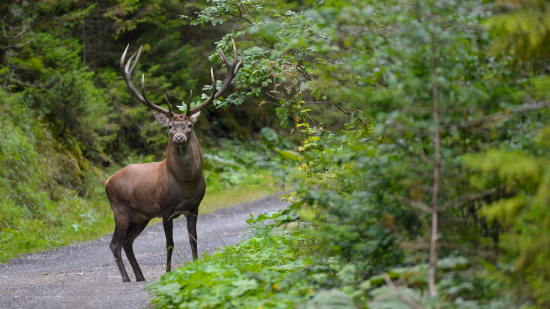 Cestou na horáreň.