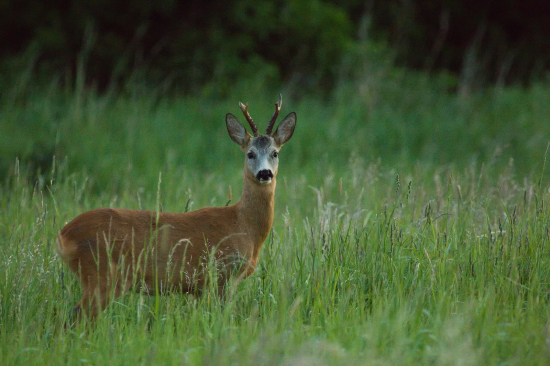 Srnček  pred východom slnka