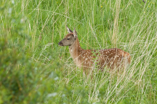 Čakanie na kŕmenie