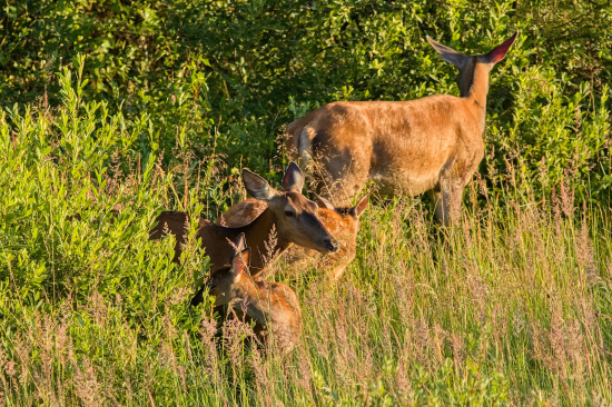 Na vrbových konárikoch