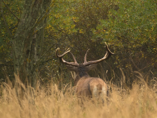 Suverén na rujovisku