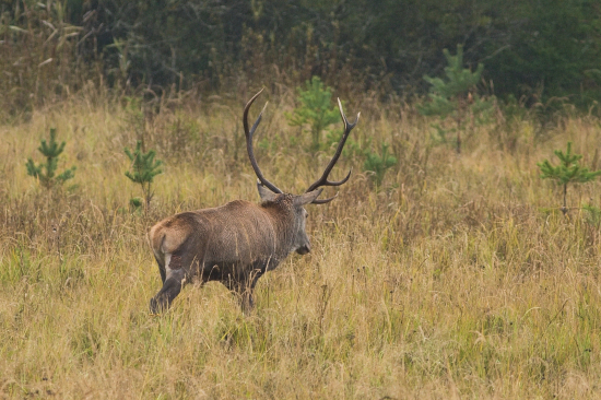 Stehno - asi vizitka stretu s vlkmi