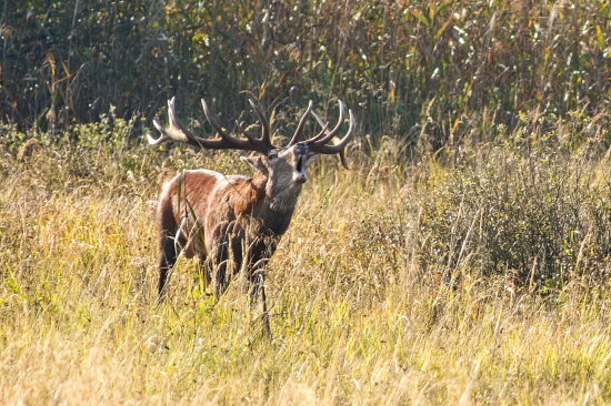 Jeden zo silnejších