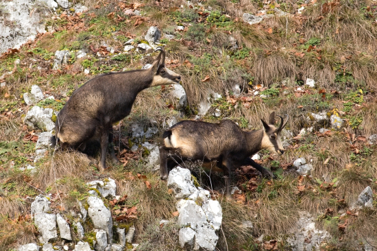 Namiesto aktu si sadol