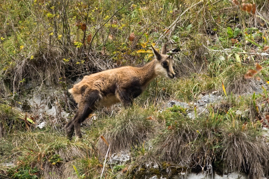 Kamzíča so zlomenou nôžkou