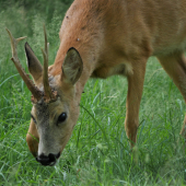 Zblízka