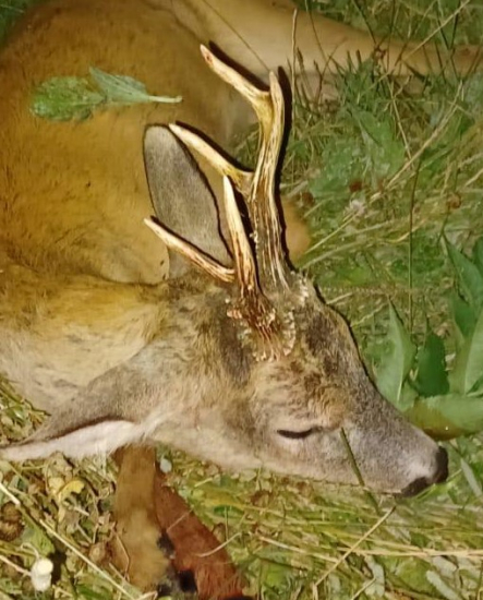 jak stromy ve větru