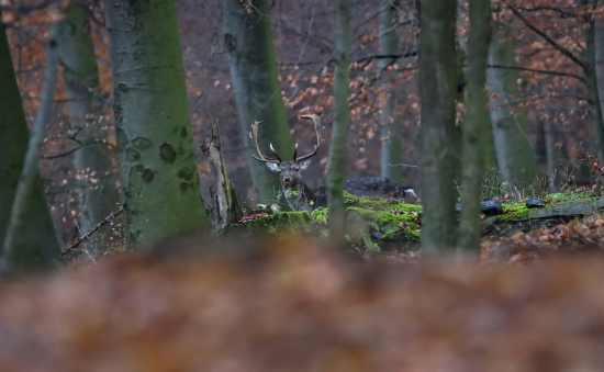 ranná šálka kávy