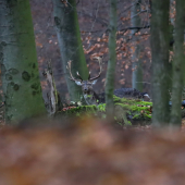 ranná šálka kávy