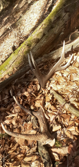 Druhomarcová štastená