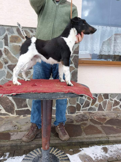 Foxterriér hladkosrstý