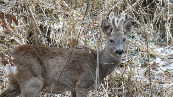 Srnec v březnu