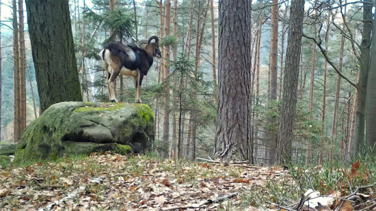 ... ať dobře vidím