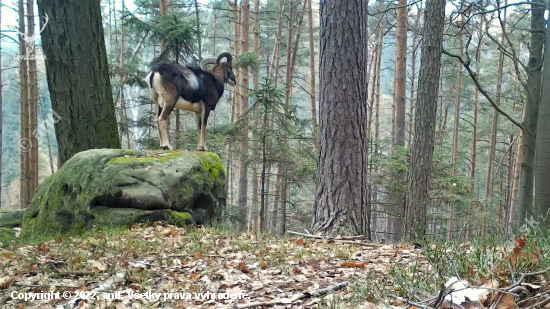 ... ať dobře vidím