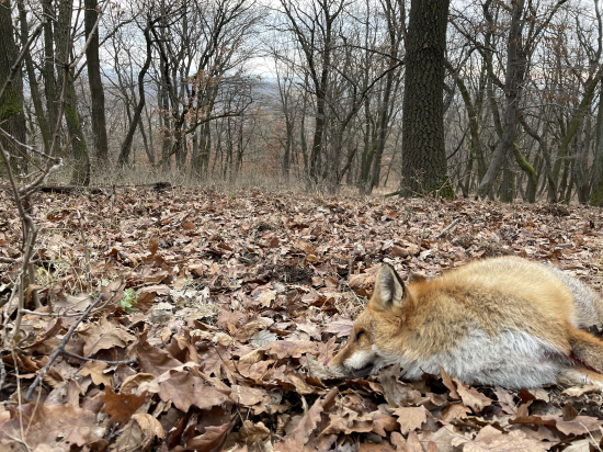 Lišiak zo spoločnej