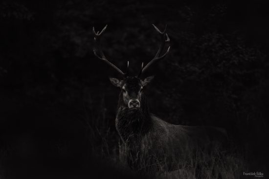 Počas poslednej vychádzky cez jeleniu ruju