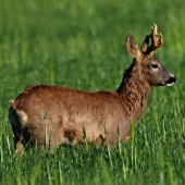 Pokroucený