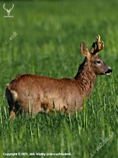 Pokroucený