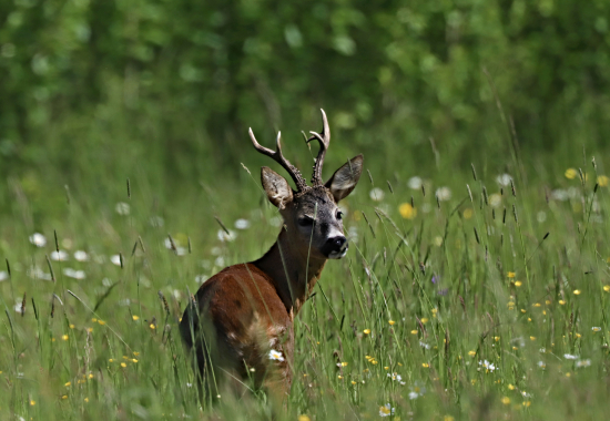 Šesterák v rozkvetlé louce