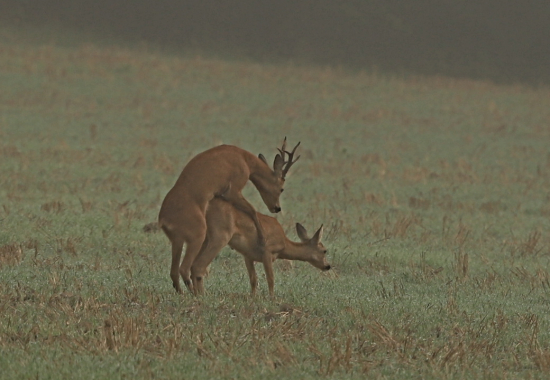Kvalitní geny předány