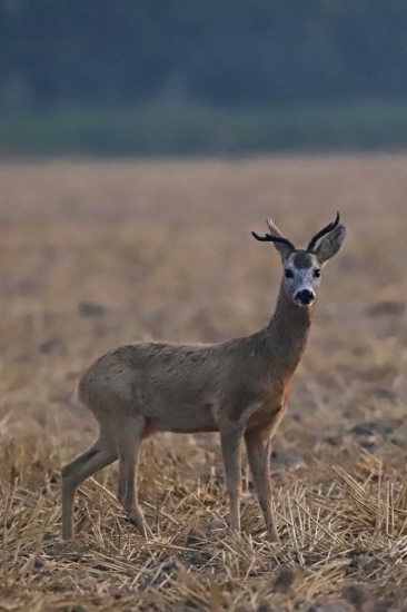 Zajímavý před východem slunce