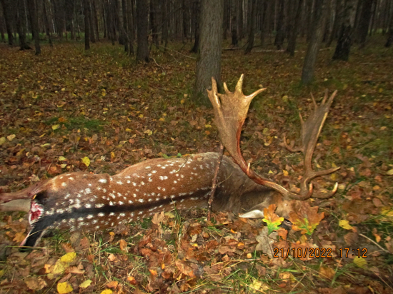 Lopatáč z tiché říje
