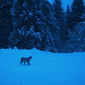 Lynx lynx
