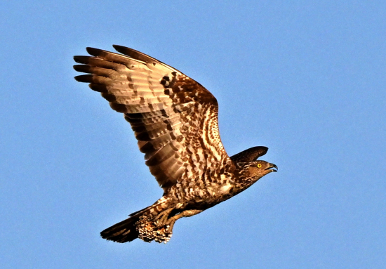 vcelar