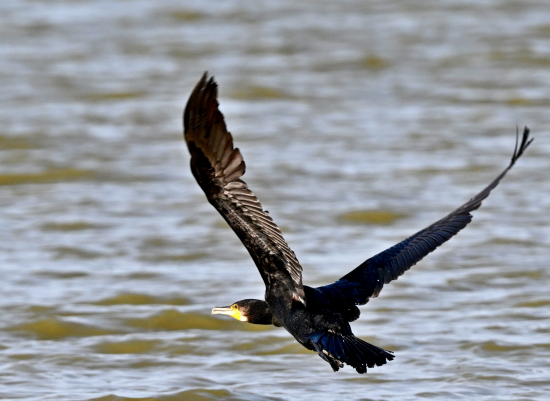 kormoran