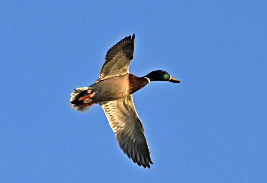 kacka