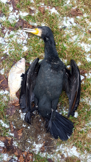 Na pravoslávne Vianoce mal kapríka ...