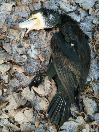 Naše ryby im chutia ...