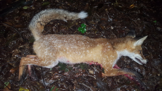 Puntikatá liška ...