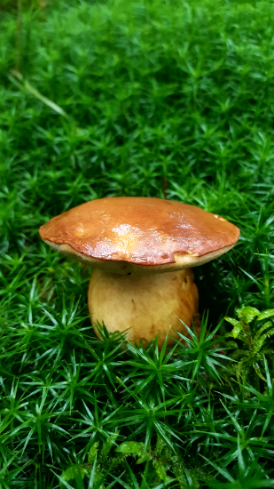 Aj suchohríb poteší ...