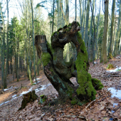 Bukové strašidlo