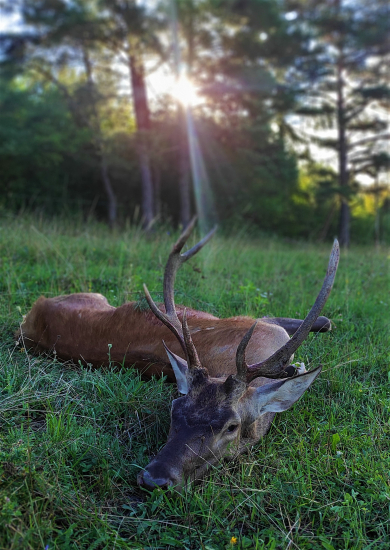 V ranných lúčoch slnka