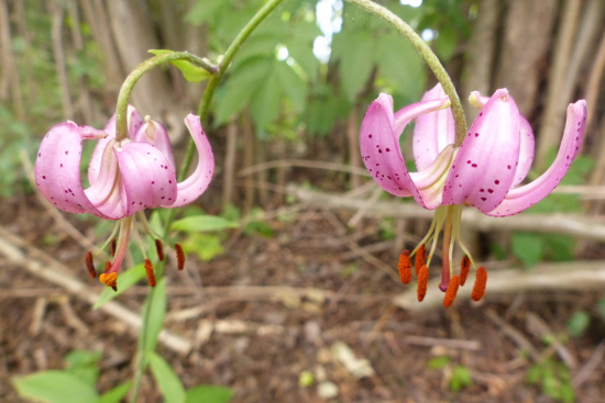 Dolnoliptovská Lalia