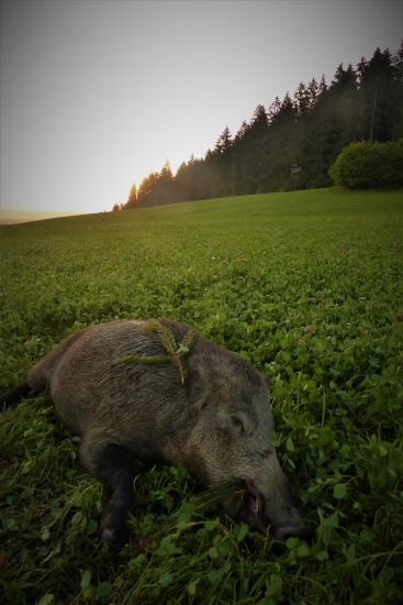 Konečne sa zadarilo