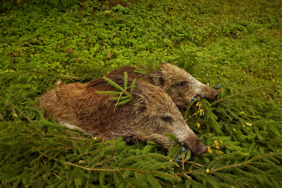 Dvojitý úspech zo splnu