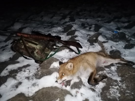 Dalsi privabeny lisiak - nordik fox heat