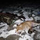 Dalsi privabeny lisiak - nordik fox heat