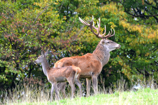 Pod ochranou kráľa