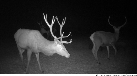 Jelienok